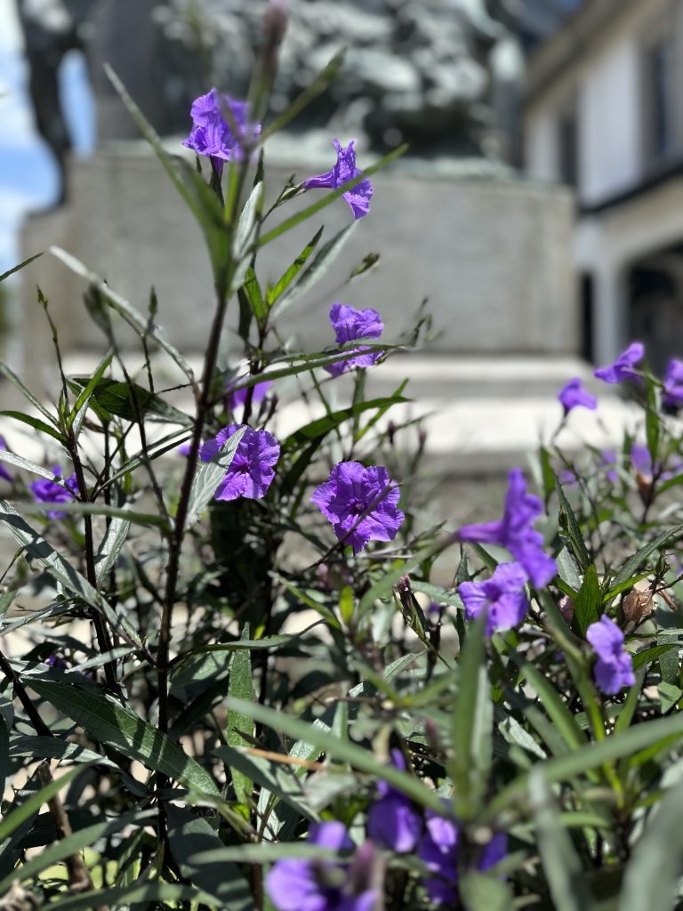 Purple flower in the garden of the Central Bank, San Jose, Costa Rica