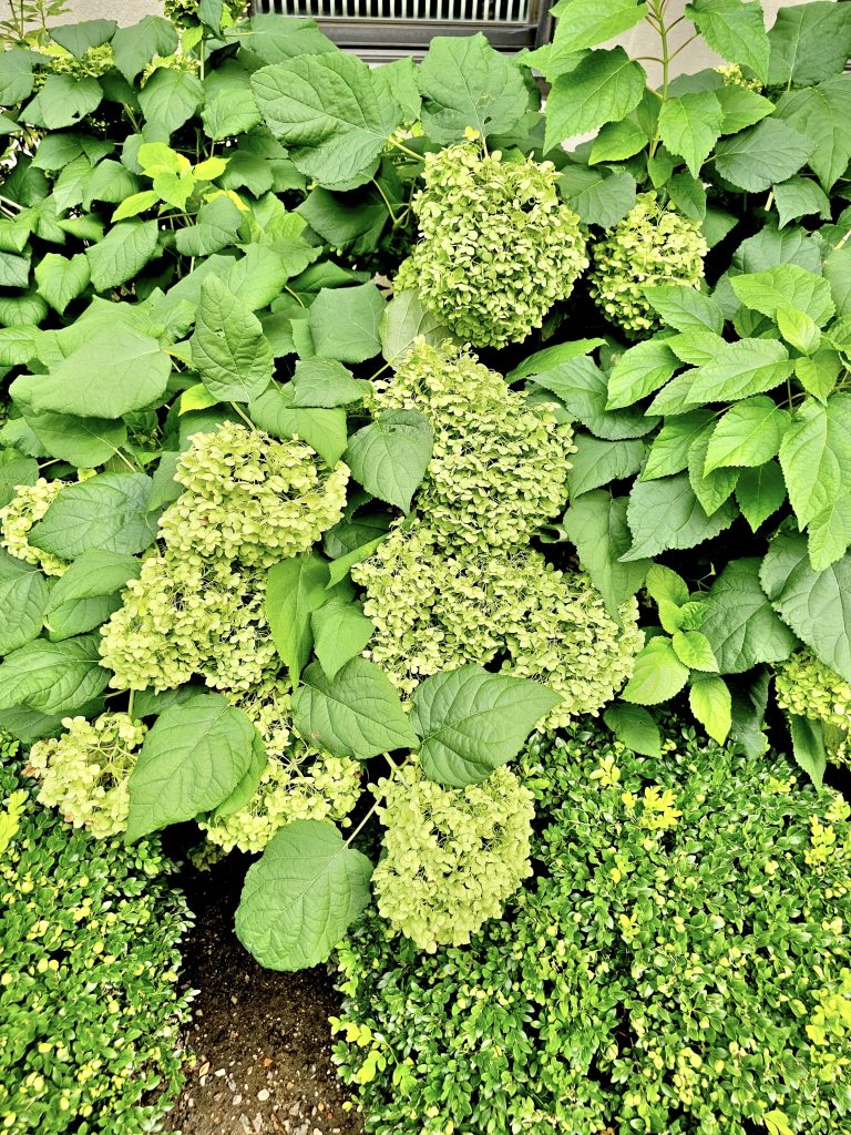 A group of Limelight green hydrangeas flowers. Near to Jewish Museum, New York, United States