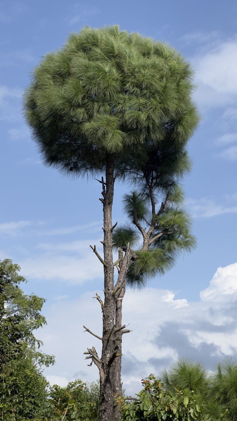 A tall tree, with a thin trunk, with a blue sky in the background.