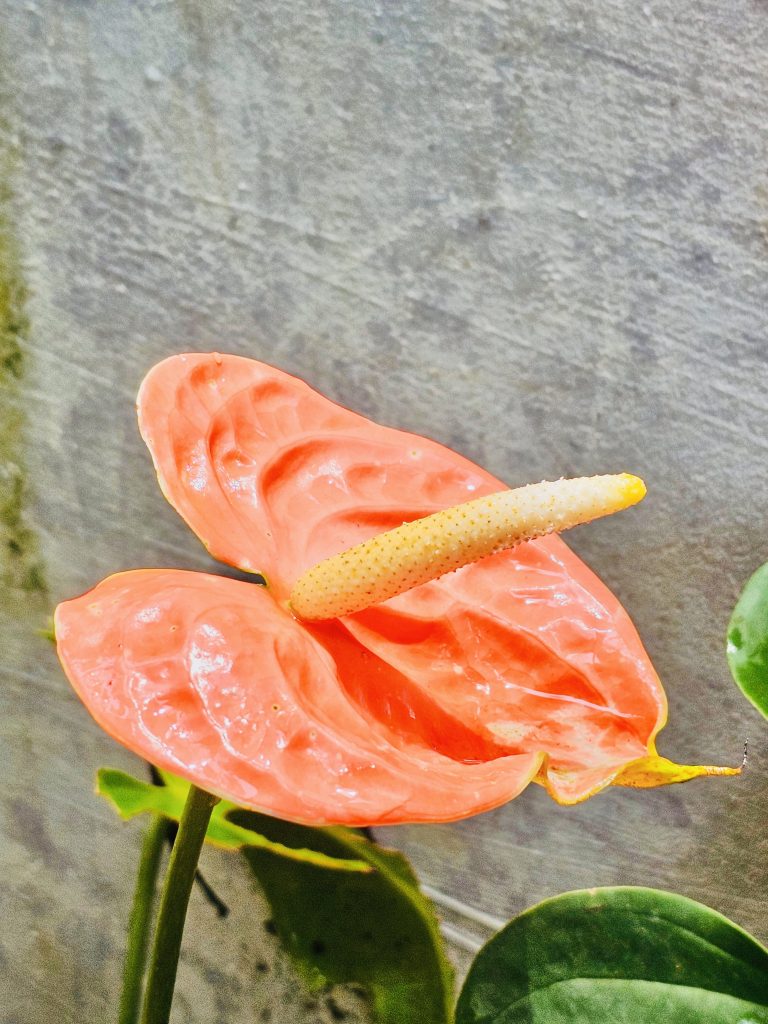 An Anthurium flower. From our garden, Perumanna, Kozhikode, Kerala. This species also known as tailflower, flamingo flower, and laceleaf.