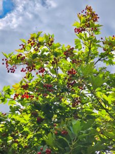 Red berries growing on a cloudy day, taken at Niagara Falls State Park, New York. These berries are commonly known as squashberry, mooseberry, moosomin, moosewood viburnum, pembina, pimina, highbush cranberry or lowbush cranberry.