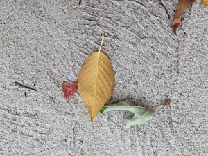 A small green and yellow and orange leaf on the concrete 

