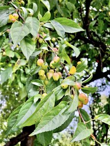 Sour cherries from Central Park, New York, United States 