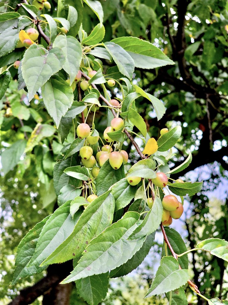 Sour cherries from Central Park, New York, United States