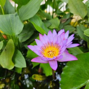 A violet water lily in a pond surrounded by its green leaves.
