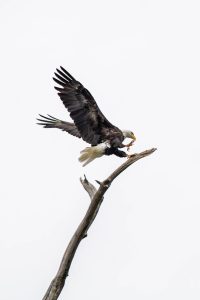 An American Bald Eagle with wings spread open, one foot gripping a branch as it lands, and the other foot with talons spread wide ready to grab hold.