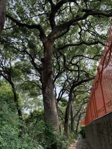 A huge tree in a forest beside a wall with brown fence.