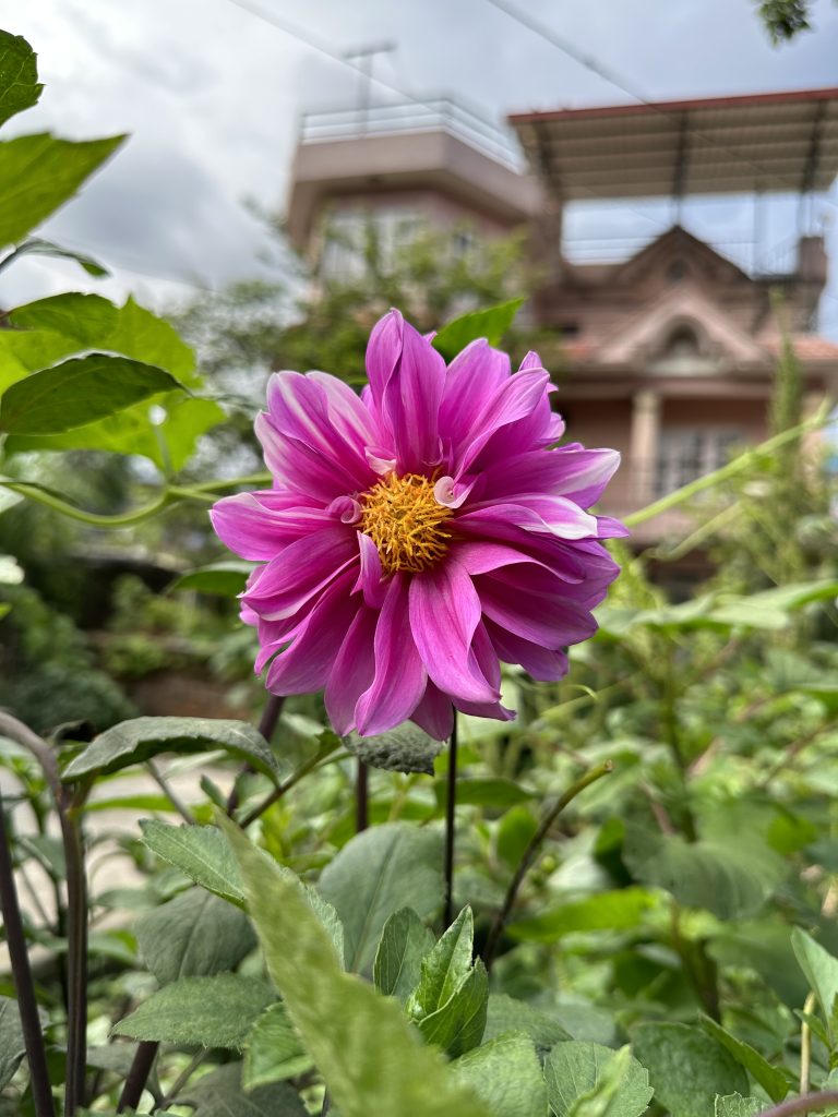 Purple flower, green leaves and a house on the background.