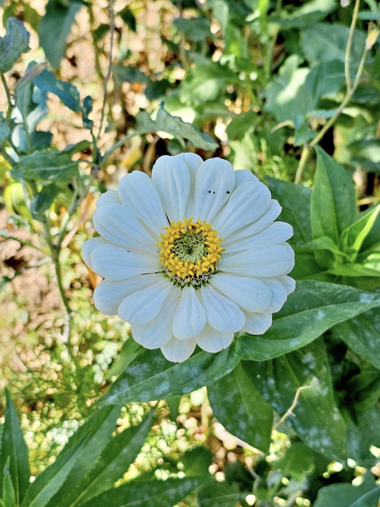 A white flower. It is a variant of common zinnia. From Washington DC, United States