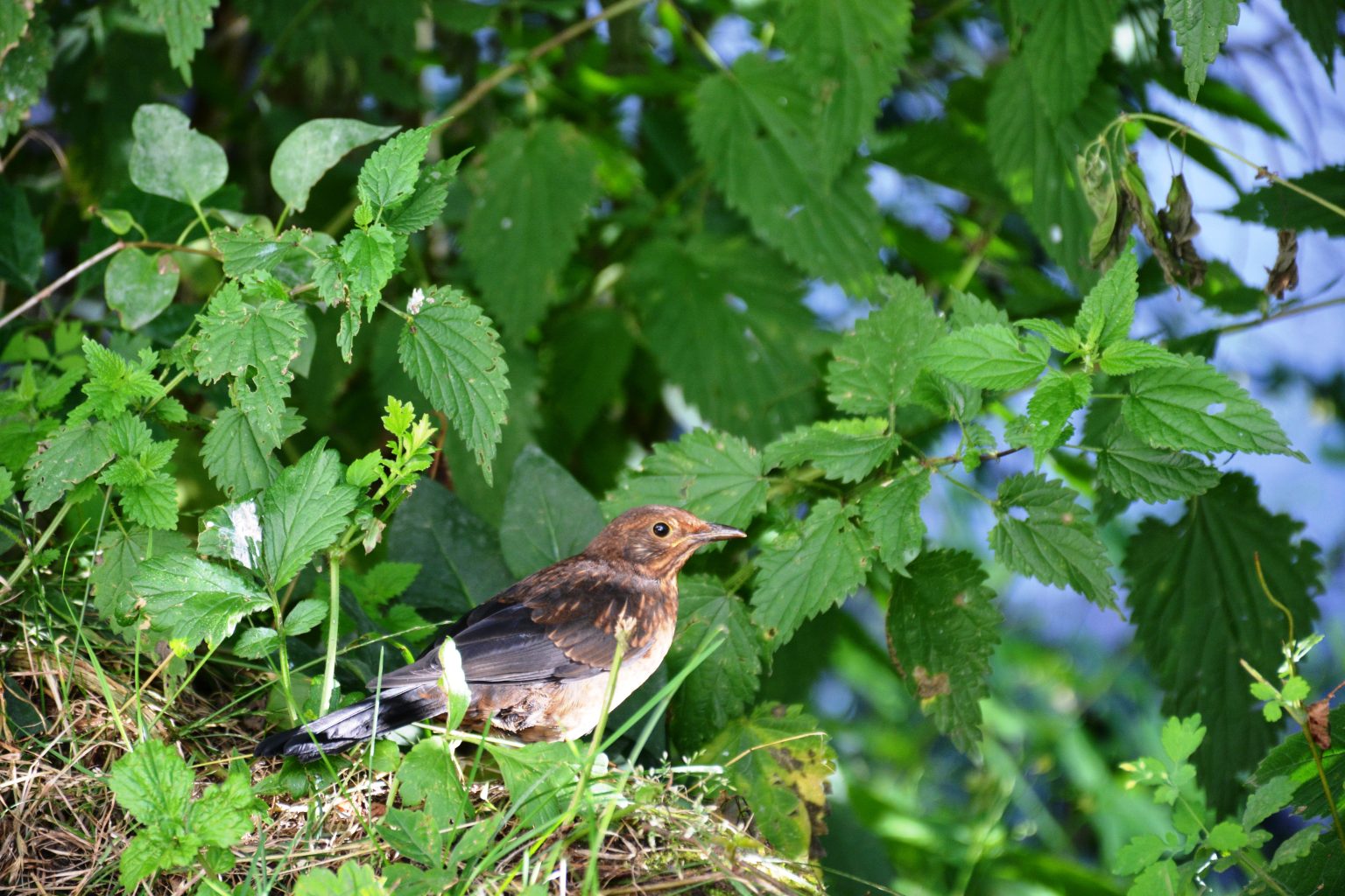 A common blackbird baby. We met near Karlštejn Castle, Prague, Czech Republic.