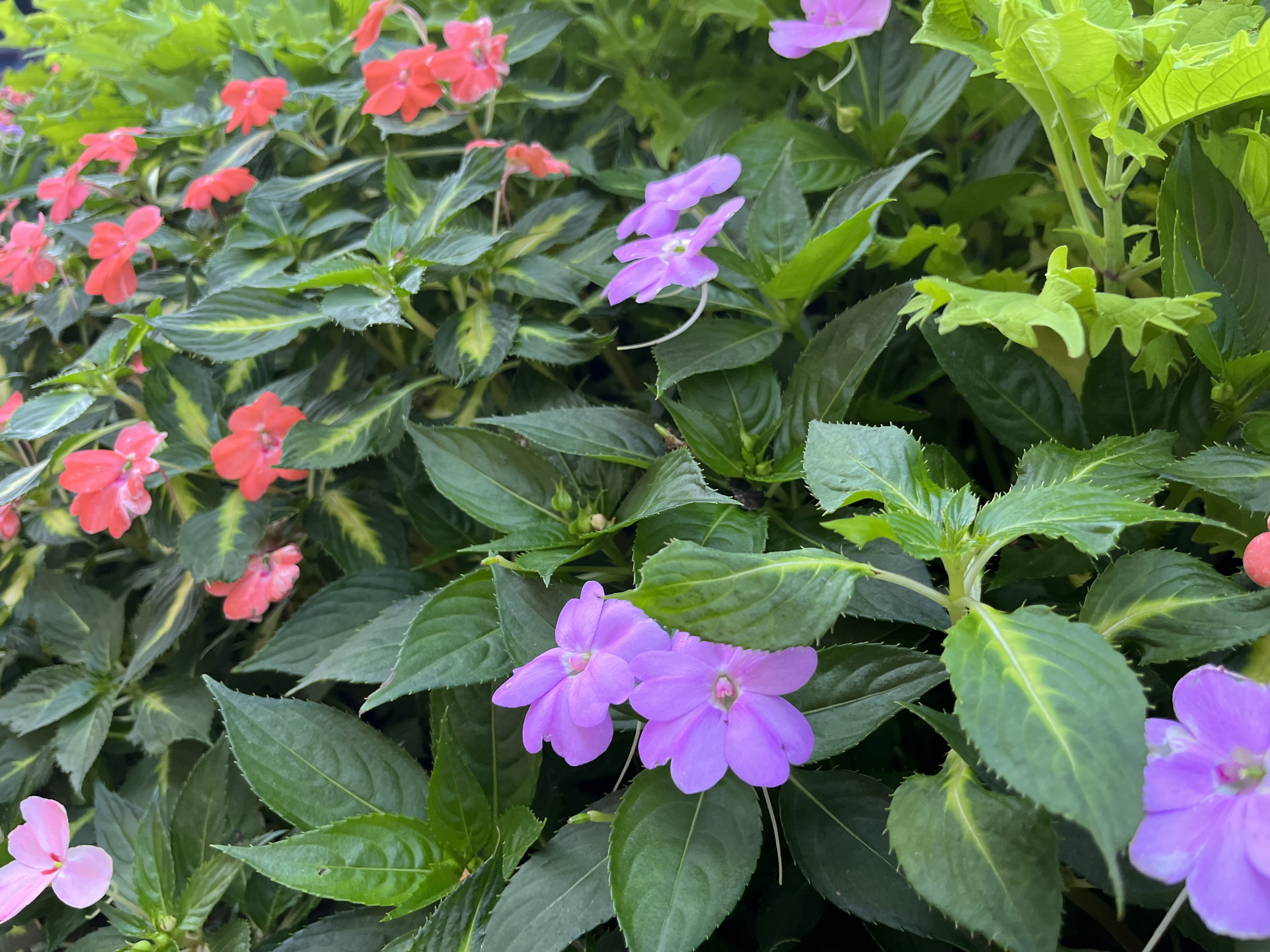 Purple and pink flowers amongst green leaves.