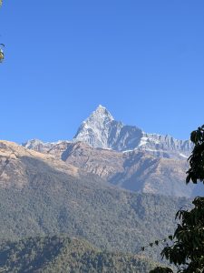 Machhapuchhre mountain, Nepal sprinkled with snow on the highest peaks with trees in the foreground. Taken on a bright blue sky cloudless day from Korchan Danda.