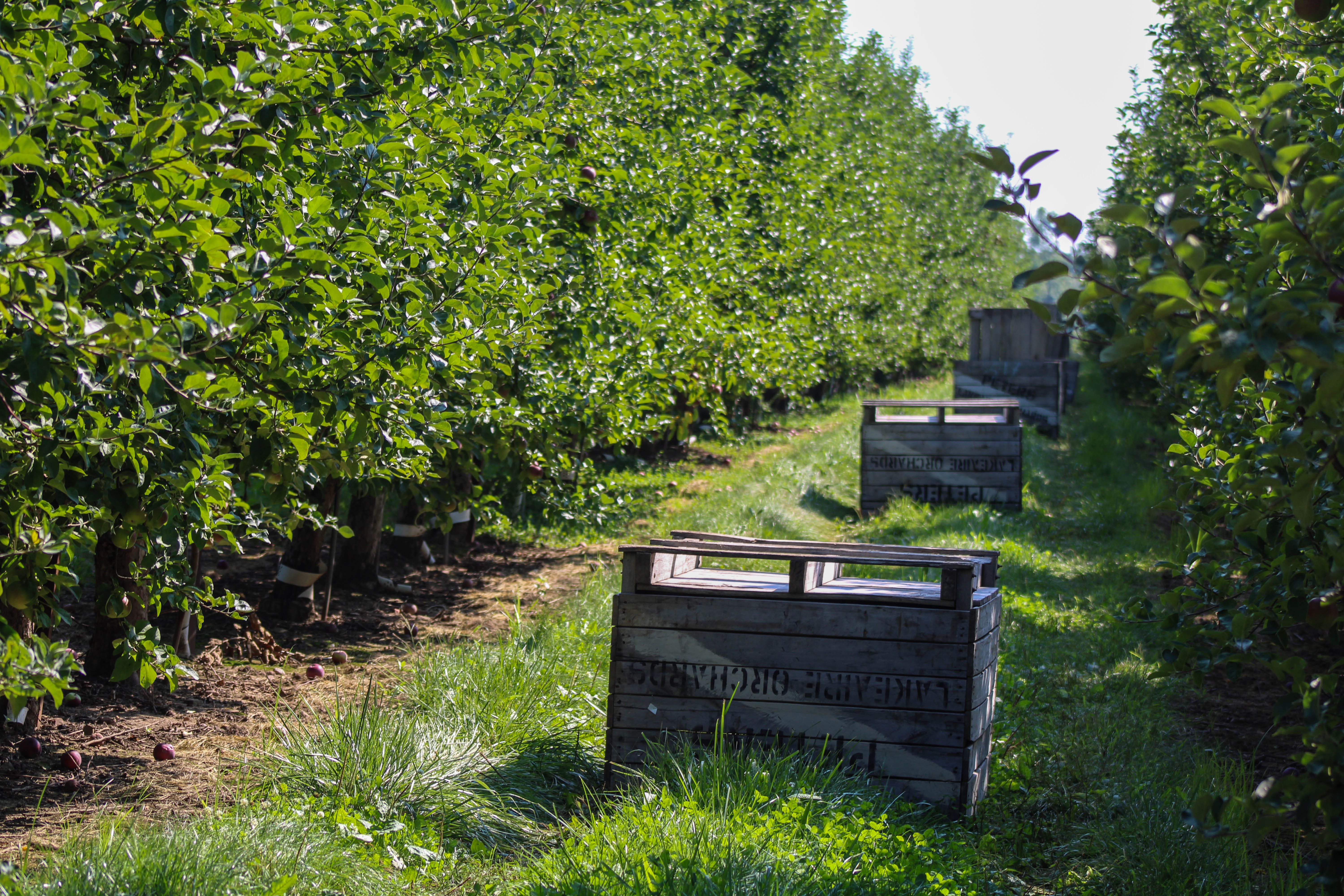 Apple crates lined up between rows of apple trees waiting to be picked.