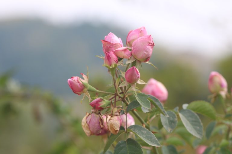 Pink roses