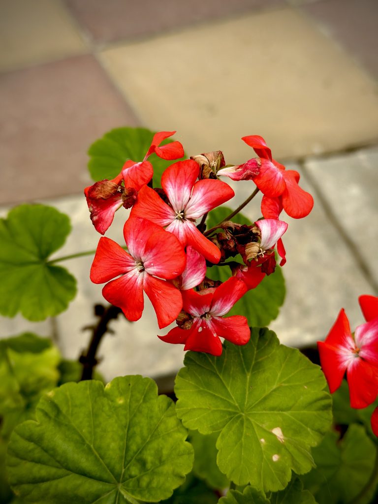 a red flower