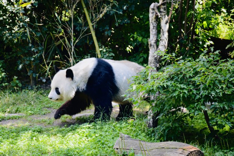 The giant panda(Ailuropoda melanoleuca), aka panda bear. From Sch?nbrunn Zoo, Vienna, Austria.