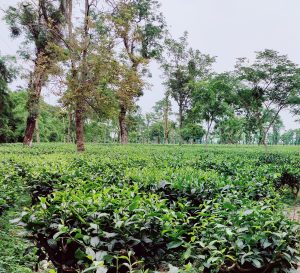 View larger photo: A beautiful Tea garden Sylhet Jaflong. 