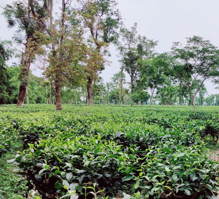 A beautiful Tea garden Sylhet Jaflong.