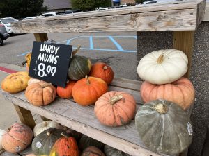 A collection of small gourds in a variety of shapes and sizes mislabeled with a cute little sign as "Hardy Mums".