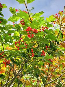 Beautiful Red berries from Niagara Falls State Park, New York. These berries are commonly known as squashberry, mooseberry, moosomin, moosewood viburnum, pembina, pimina, highbush cranberry or lowbush cranberry.