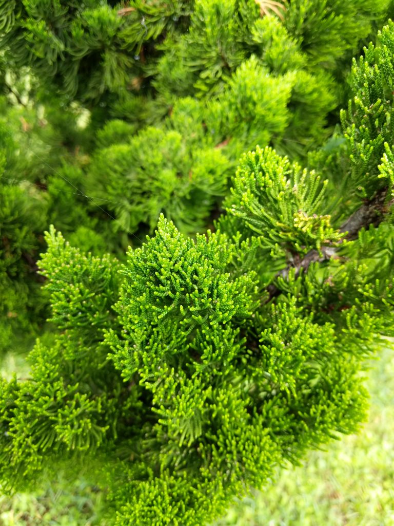 A closeup shot of Cypress Plant