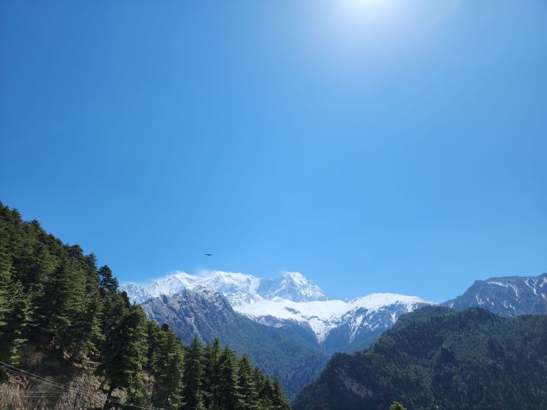 View of mountains and clear sky where a bird is flying above the forest.