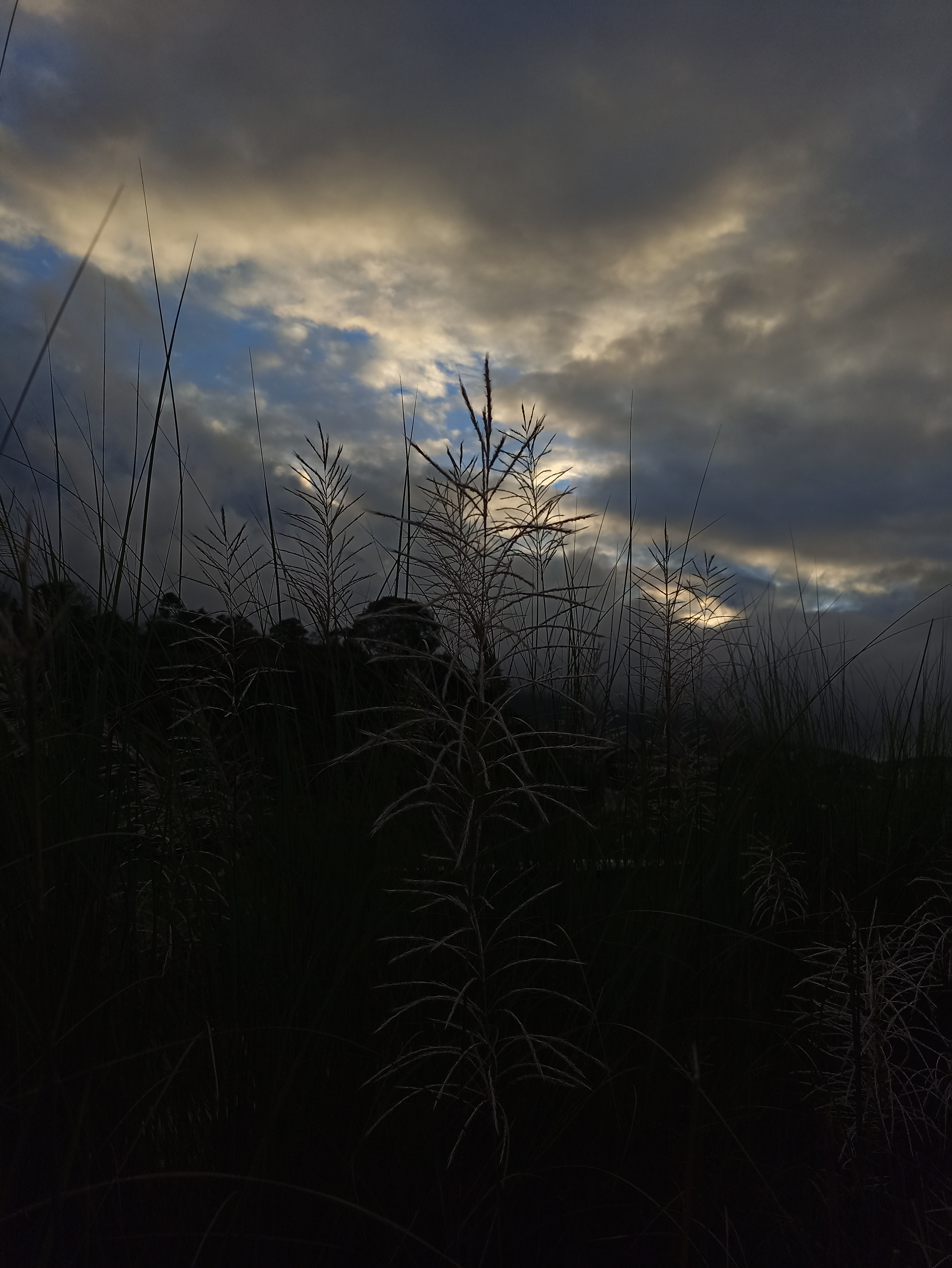 Tall grasses in front of a darkening sky.