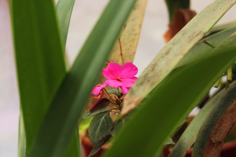 Flower From National Botanical Garden, Godawari