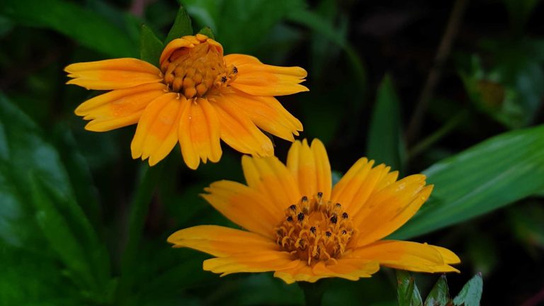 Orange flowers petals open against a blurred green background.