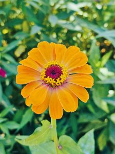 Yellow flower, a variant of Common zinnia. From Washington DC, United States. 