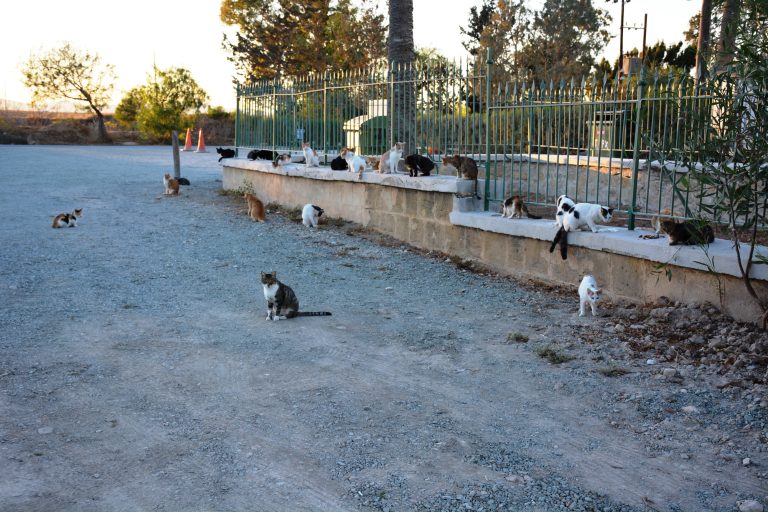 A group of hungry street cats. They were expecting food from us. A evening view Hala Sultan Tekke, Larnaca, Cyprus.