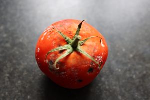 A decaying tomato.