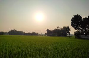  The afternoon sun over a field with houses in the back and a tree to the right.
