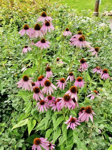 Echinacea purpurea flowers. It is commonly known as eastern purple coneflower, purple coneflower, hedgehog coneflower, or echinacea.

From Niagara Falls State Park, New York, United States.