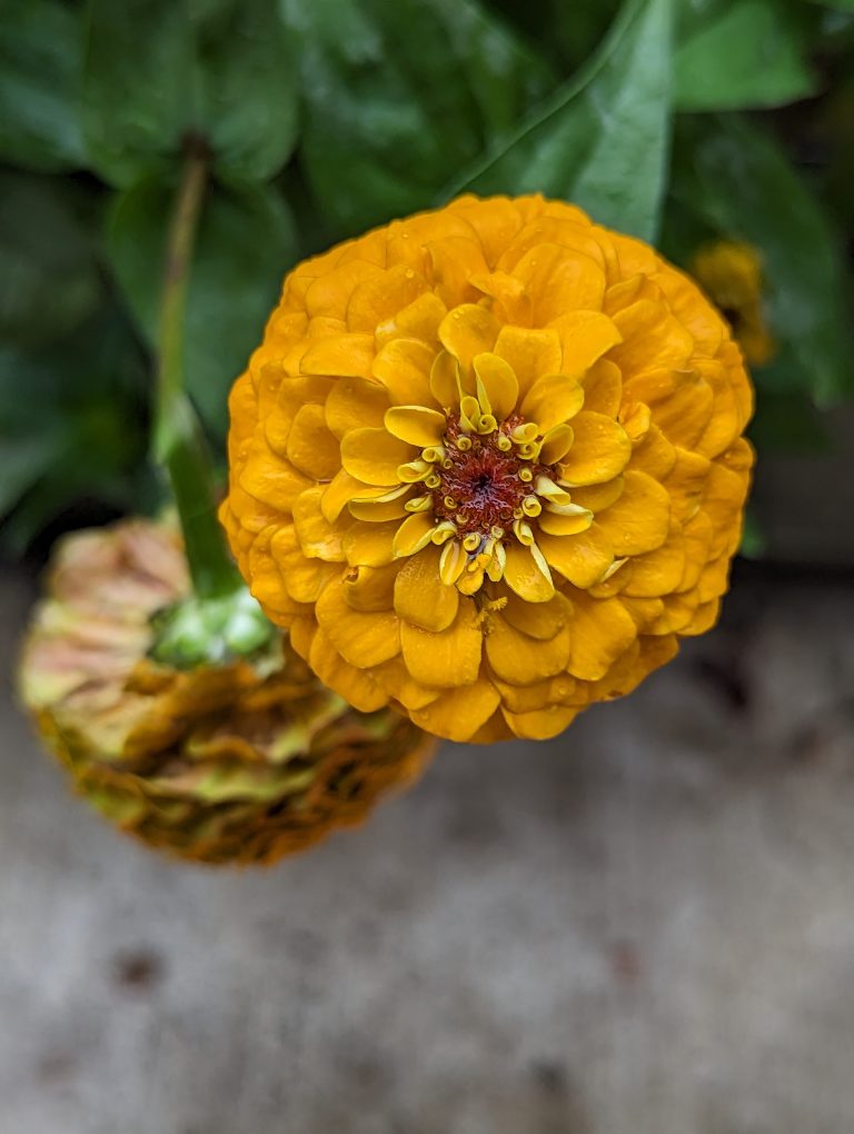 A yellow, wet zinnia with another one fallen down below it