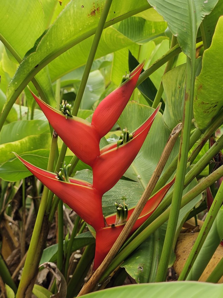 Heliconia bihai (red palulu) of the family Heliconiaceae is an erect herb typically growing taller than 1.5 m.