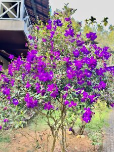 Pleroma semidecandrum plant and flowers. It is commonly known as the princess flower, glory bush, or lasiandra. From Wayanad, Kerala.