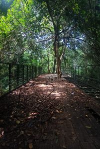 Trees and fallen leaves in day light 