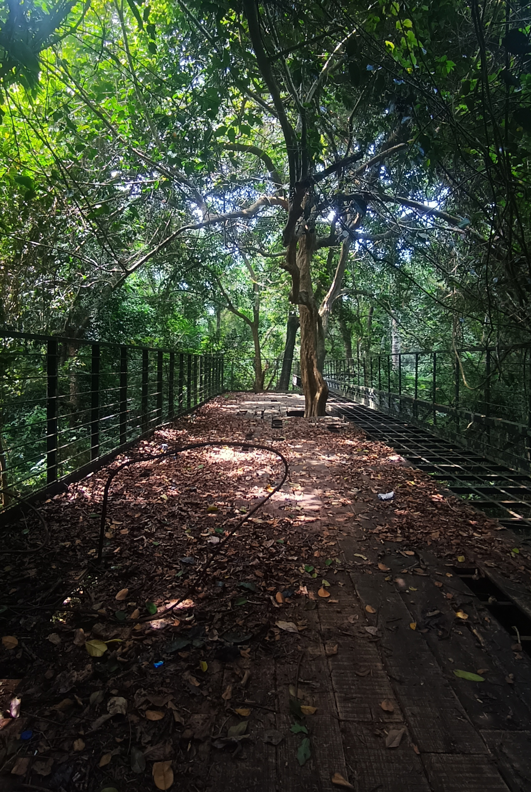 Trees and fallen leaves in day light 