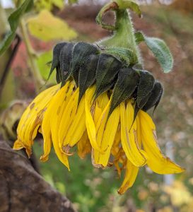 The side of a big sunflower facing down, petals twisted with wiltyness. It is cold and this sunflower's time as a sunflower is nearly over 