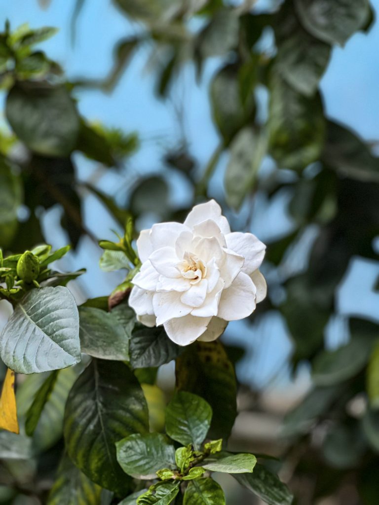 Single white flower surrounded by foliage.