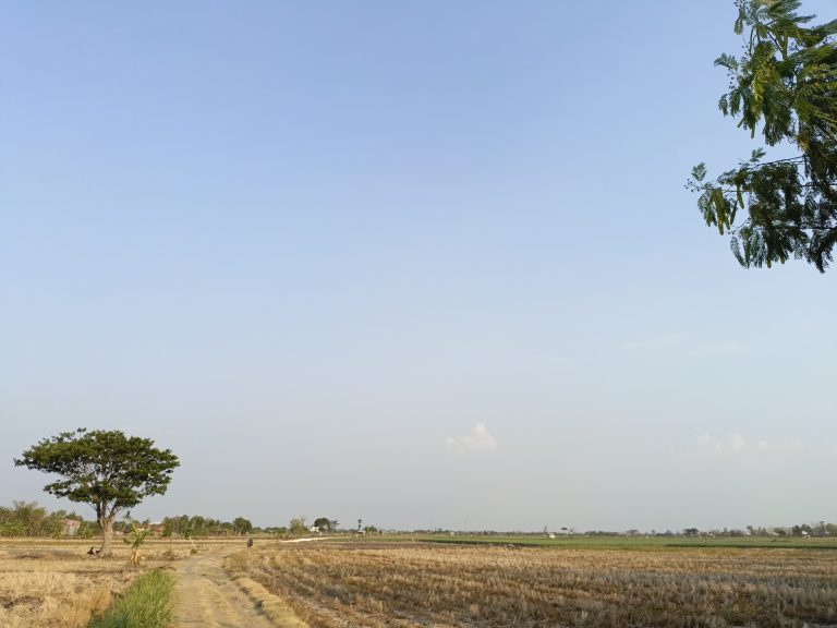 The atmosphere of rice fields during the dry afternoon in Mangunrejo village, Kebonagung sub-district, Demak district, Central Java, Indonesia