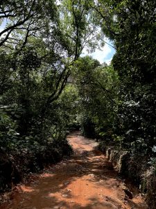 Off-road track winding through a picturesque forest in Vagamon, Kerala, India
