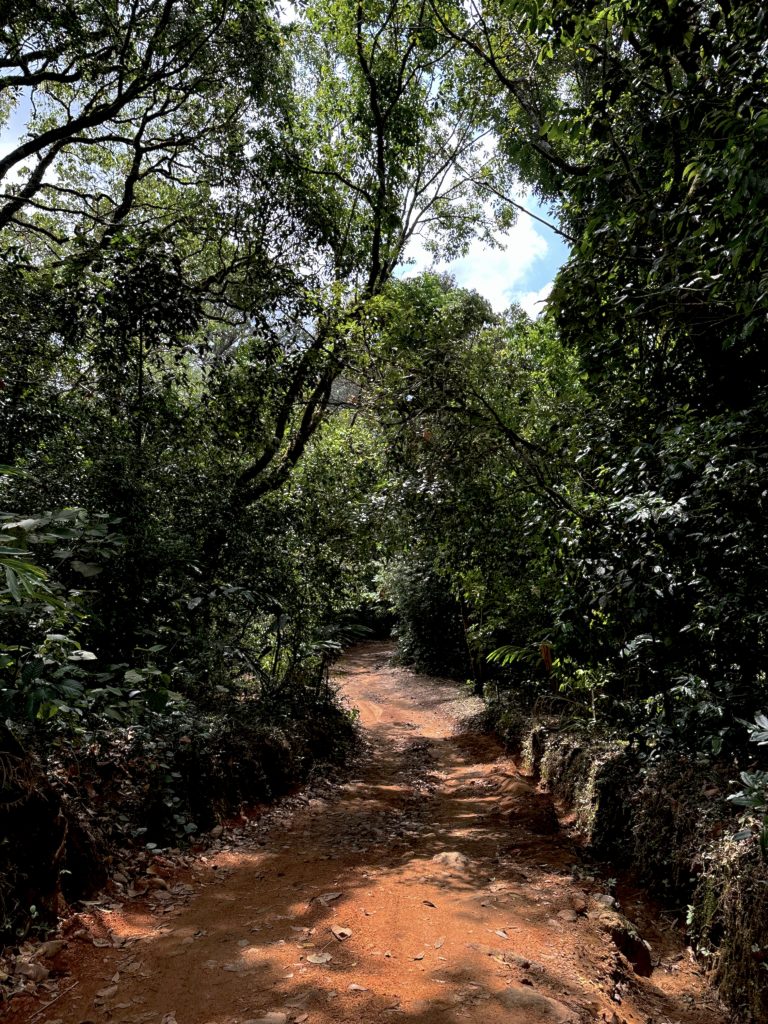 Off-road track winding through a picturesque forest in Vagamon, Kerala, India
