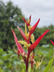 Heliconia collinsiana (platanillo)[1] of family Heliconiaceae is an erect herb commonly known as hanging heliconia.