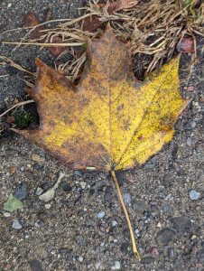 Yellow and brown Sycamore leaf laying on the ground.