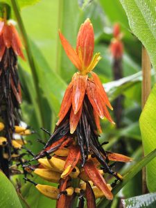 Musa coccinea, commonly known as scarlet banana or red-flowering banana, is a species of flowering plant in the banana and plantain family Musaceae.