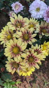 View larger photo: A bunch of yellow and purple flowers