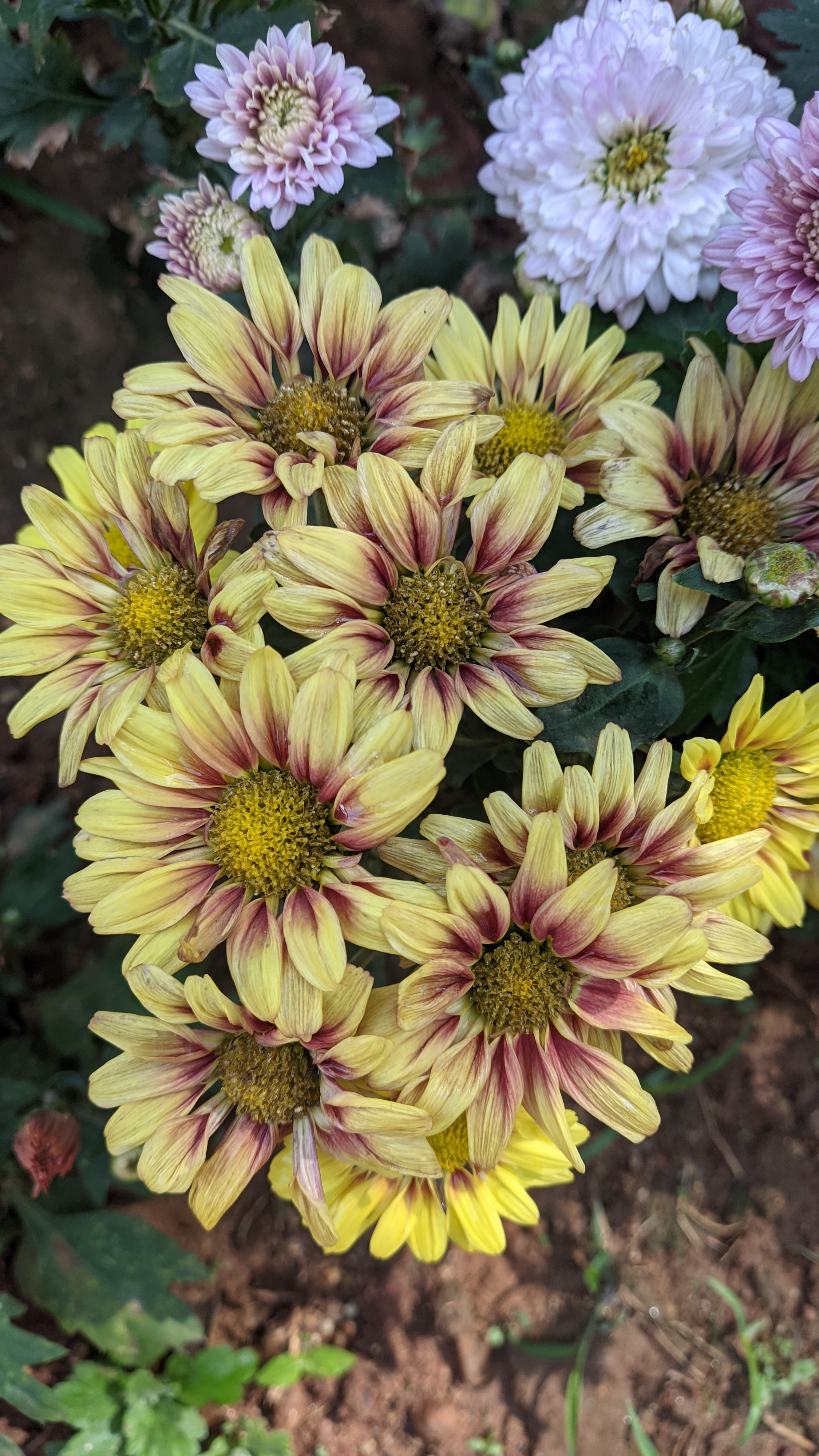 A bunch of yellow and purple flowers