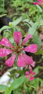 Pink zinnia flower with green stamen and wilting petals.